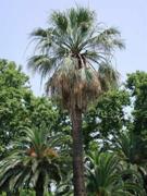 California Fan Palm Trees - Cold Hardy Palms