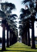 California Fan Palm Tree picture