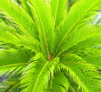 Sago Palm in natural environment