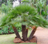 Cold Hardy Mediterranean Fan Palm picture