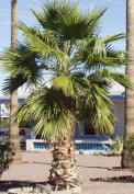 Mexican Fan palm picture