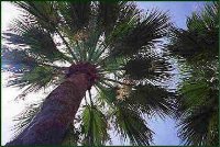 California Palm Trees with wide spread fronds.