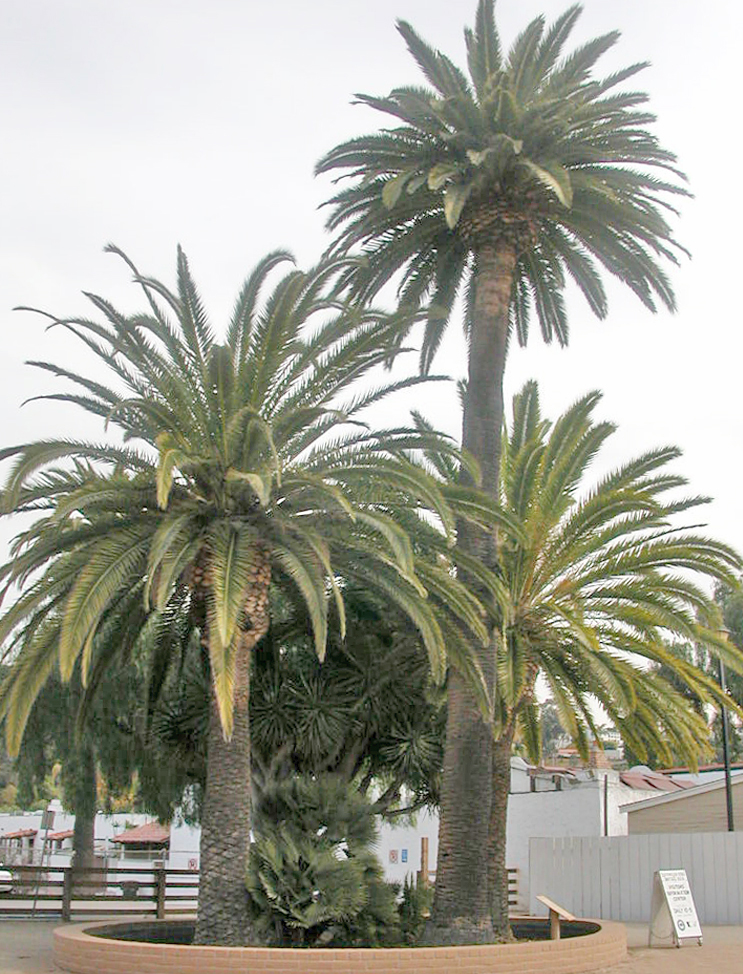 California Fan Palm Trees (Washingtonia filifera) Pictures photos of