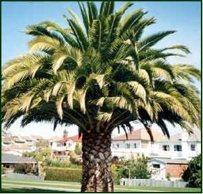 Canary Island Date Palm Tree Picture