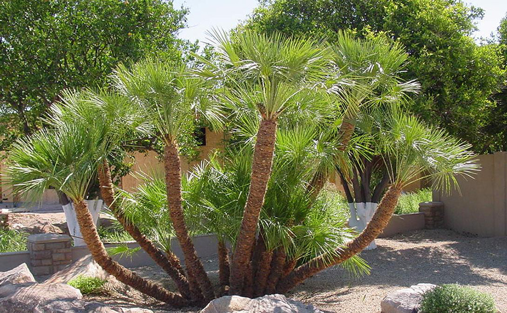 Mediterranean European Fan Palm Tree Pictures