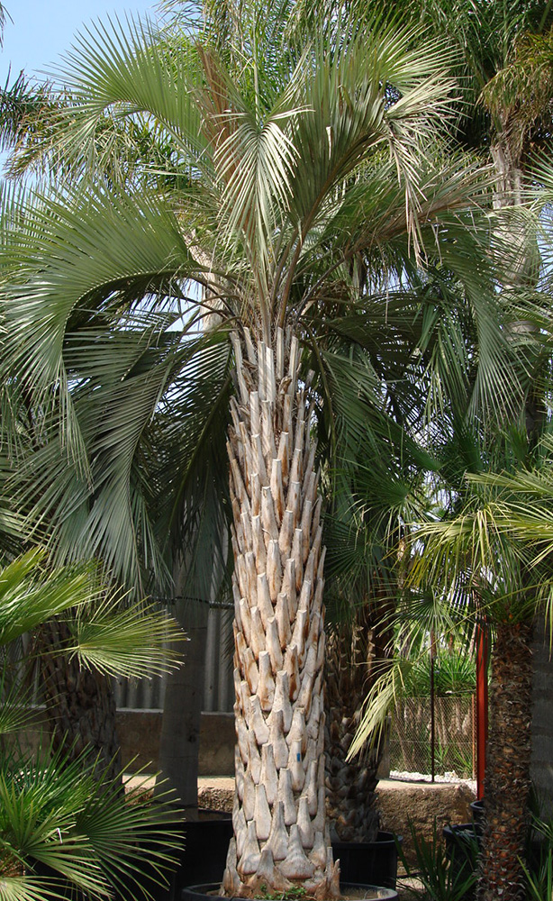 Pindo Palm Trees Pictures