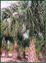 Texas_Sabal_Palm_1-2.jpg