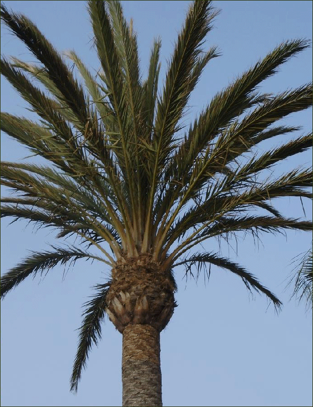 Picture of True Date Palm Tree