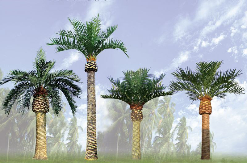 Canary Island Date Palm (Phoenix canariensis) Tree Pictures