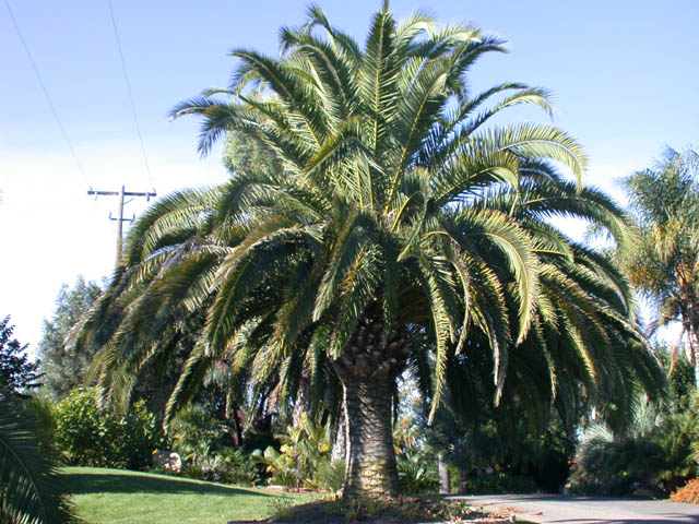 dates palm. Date Palms Trees (Pictures