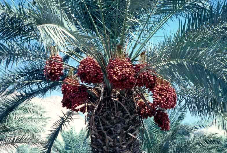 http://www.sunpalmtrees.com/gallery/date-palm/True_Date_Palm_1-3.jpg