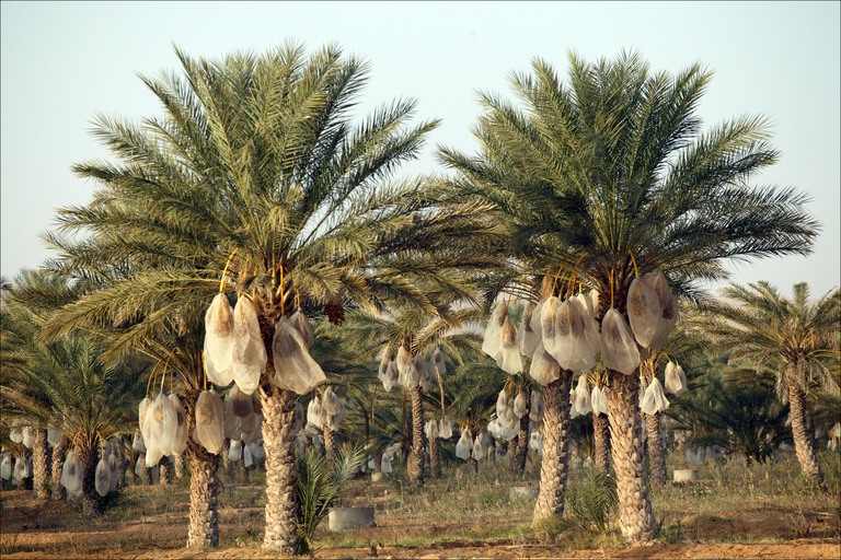 dates tree image. True Date Palm Tree (Picture