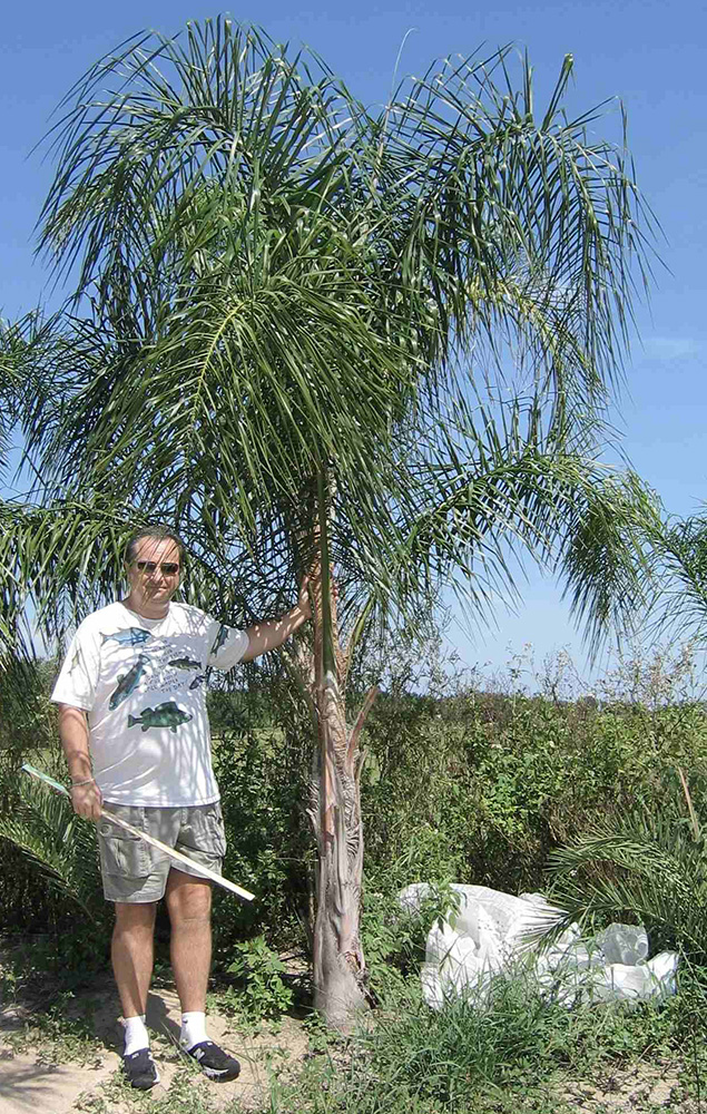 Queen Palm Tree Pictures photos of the Palms