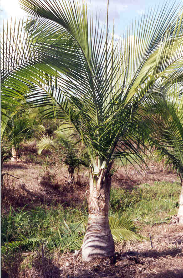 Queen Palm Tree Pictures photos of the Palms