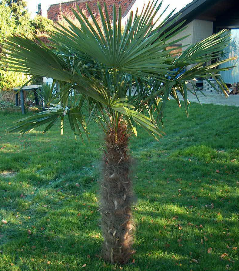 Windmill Palm Trees Pictures