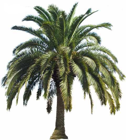date palm tree fruit. Large Canary Island Date Palm