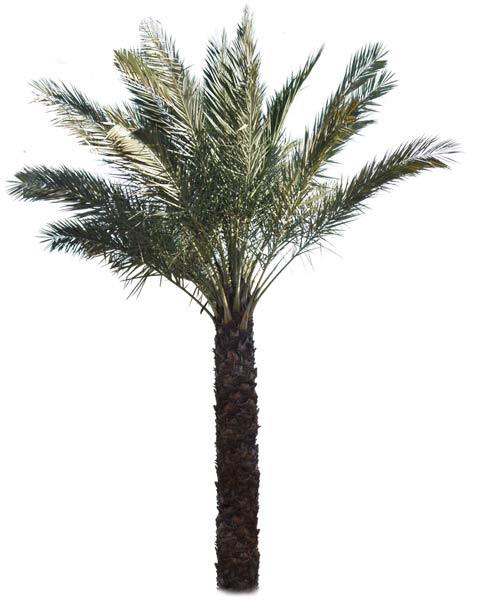 date palm fruit. Date Palm Tree