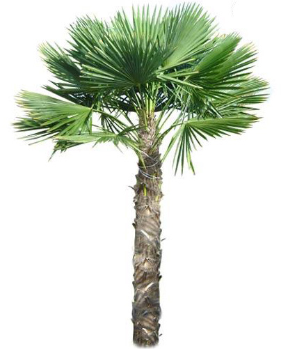 Windmill Palm for Sale