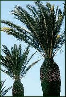 Canary Island Date Palm with pruned fronds