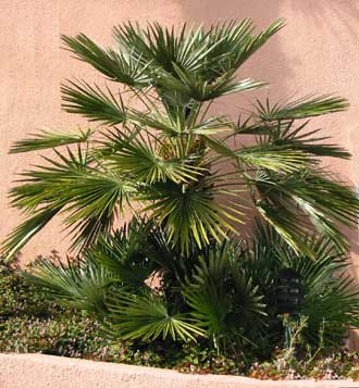Mediterranean Fan palm trees pictures