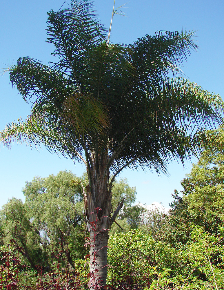 Queen Palm Tree Pictures - photos of the Palms